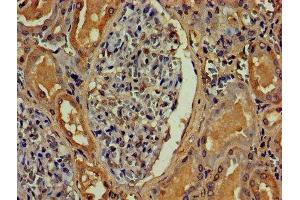 IHC image of ABIN7144092 diluted at 1:800 and staining in paraffin-embedded human kidney tissue performed on a Leica BondTM system. (Angiopoietin 2 抗体  (AA 19-485))