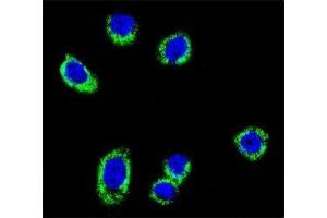 Confocal immunofluorescent analysis of BRAF antibody with HeLa cells followed by Alexa Fluor 488-conjugated goat anti-rabbit lgG (green). (BRAF 抗体  (AA 424-453))