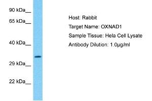 Host: Rabbit Target Name: OXNAD1 Sample Type: Hela Whole Cell lysates Antibody Dilution: 1. (OXNAD1 抗体  (C-Term))