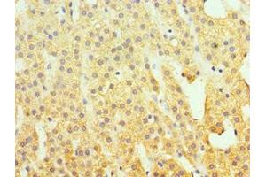 Immunohistochemistry of paraffin-embedded human adrenal gland tissue using ABIN7155529 at dilution of 1:100 (SUV39H2 抗体  (AA 201-410))