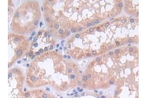 IHC-P analysis of Human Kidney Tissue, with DAB staining. (SHP1 抗体  (AA 244-515))