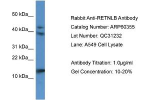 Western Blotting (WB) image for anti-Resistin Like beta (RETNLB) (N-Term) antibody (ABIN2788419) (RETNLB 抗体  (N-Term))