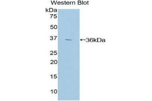 Western Blotting (WB) image for anti-Hypoxia Inducible Factor 1, alpha Subunit (Basic Helix-Loop-Helix Transcription Factor) (HIF1A) (AA 218-506) antibody (ABIN1859155) (HIF1A 抗体  (AA 218-506))