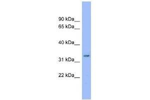 C20ORF116 antibody used at 1 ug/ml to detect target protein. (DDRGK1 抗体  (Middle Region))
