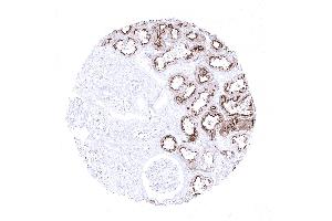 Kidney cortex (Recombinant Villin 1 抗体  (AA 600-700))