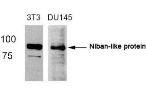 Western Blotting (WB) image for anti-Family with Sequence Similarity 129, Member B (FAM129B) (AA 710-714) antibody (ABIN363056) (MEG3 抗体  (AA 710-714))
