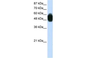 Western Blotting (WB) image for anti-Zinc Finger Protein 296 (ZNF296) antibody (ABIN2460250) (Zinc Finger Protein 296 (ZNF296) 抗体)