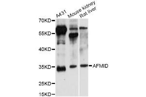 Western blot analysis of extracts of various cell lines, using AFMID antibody (ABIN6292822) at 1:3000 dilution. (AFMID 抗体)