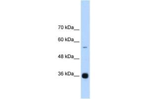 Western Blotting (WB) image for anti-Heterogeneous Nuclear Ribonucleoprotein A/B (HNRNPAB) antibody (ABIN2462311) (HNRNPAB 抗体)