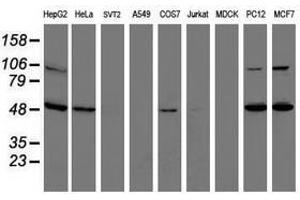 Image no. 3 for anti-Integrin alpha FG-GAP Repeat Containing 2 (ITFG2) antibody (ABIN1498914) (ITFG2 抗体)