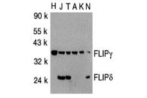 Western Blotting (WB) image for anti-CASP8 and FADD-Like Apoptosis Regulator (CFLAR) (C-Term) antibody (ABIN1030399) (FLIP 抗体  (C-Term))