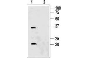 Western blot analysis of rat kidney membranes: - 1. (AQP6 抗体  (Intracellular))