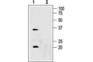Western blot analysis of rat kidney membranes: - 1. (AQP6 抗体  (C-Term, Intracellular))
