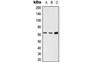 Western blot analysis of LNK expression in HEK293T (A), Raw264. (SH2B3 抗体  (Center))