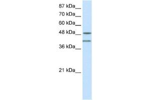 WB Suggested Anti-RAE1 Antibody Titration:  0. (RAE1 抗体  (C-Term))