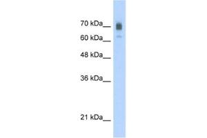 Western Blotting (WB) image for anti-Kinesin Family Member 22 (KIF22) antibody (ABIN2460841) (KIF22 抗体)