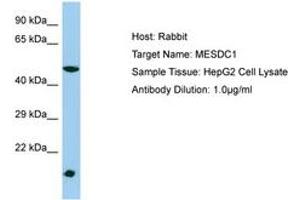 Image no. 1 for anti-Mesoderm Development Candidate 1 (MESDC1) (AA 21-70) antibody (ABIN6750213) (MESDC1 抗体  (AA 21-70))