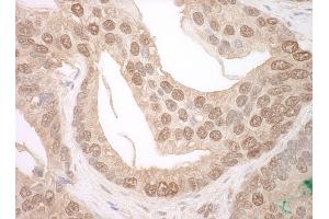anti-Tuftelin Interacting Protein 11 (TFIP11) (AA 1-50) antibody