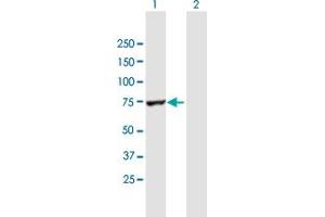 Western Blot analysis of RARS expression in transfected 293T cell line by RARS MaxPab polyclonal antibody. (RARS 抗体  (AA 1-660))