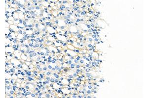 ABIN6260012 and ABIN6279137 at 1/100 staining Rat kidney tissue by IHC-P. (AQP6 抗体  (Internal Region))