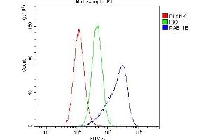 Flow Cytometry analysis of A549 cells using anti-RAB11B antibody (ABIN6719364).