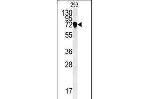 C4orf31 Antibody (N-term) (ABIN651996 and ABIN2840488) western blot analysis in 293 cell line lysates (35 μg/lane). (NDNF 抗体  (AA 80-109))
