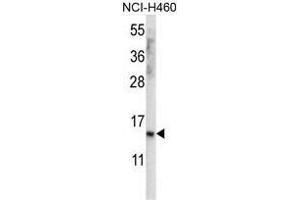 anti-UNQ3029 (AA 61-91), (Middle Region) antibody