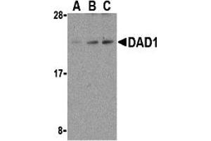Western Blotting (WB) image for anti-Defender Against Cell Death 1 (DAD1) (C-Term) antibody (ABIN1030353) (DAD1 抗体  (C-Term))