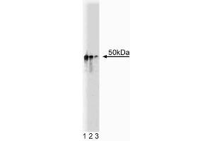Western blot analysis of Dynactin p50 on Jurkat cell lysate. (Dynamitin 抗体  (AA 55-196))