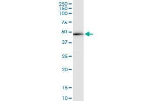 Immunoprecipitation of RCC1 transfected lysate using anti-RCC1 MaxPab rabbit polyclonal antibody and Protein A Magnetic Bead , and immunoblotted with RCC1 purified MaxPab mouse polyclonal antibody (B01P) . (RCC1 抗体  (AA 1-421))