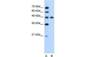 Western Blotting (WB) image for anti-HSPB (Heat Shock 27kDa) Associated Protein 1 (HSPBAP1) antibody (ABIN2461932) (HSPBAP1 抗体)