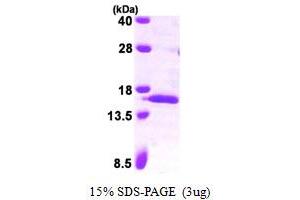 SDS-PAGE (SDS) image for Serum Amyloid A 4 (SAA4) (AA 21-130) protein (His tag) (ABIN7279232) (SAA4 Protein (AA 21-130) (His tag))