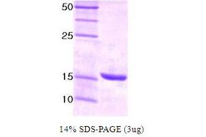 SDS-PAGE (SDS) image for Ubiquitin-Conjugating Enzyme E2I (UBE2I) protein (ABIN666677) (UBE2I 蛋白)
