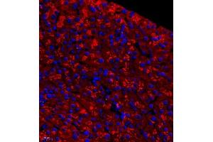 Immunofluorescence of paraffin embedded mouse pancreas using pnliprp1 (ABIN7074981) at dilution of 1:700 (400x lens)