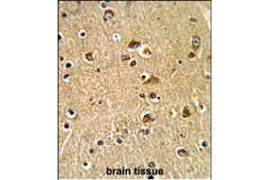 Formalin-fixed and paraffin-embedded human brain tissue reacted with PDIA6 Antibody (Center ), which was peroxidase-conjugated to the secondary antibody, followed by DAB staining. (PDIA6 抗体  (AA 236-264))