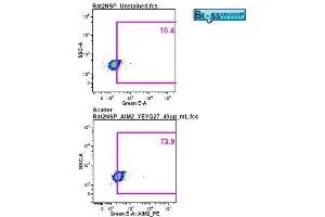 Image was kindly submitted by a researcher at Duke University Medical Center. (AIM2 抗体  (AA 255-354))