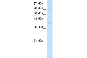 NXF5 antibody used at 2. (NXF5 抗体  (Middle Region))