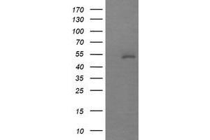 Image no. 1 for anti-Mdm4-binding Protein (MDM4) antibody (ABIN1499353) (MDM4-binding Protein 抗体)