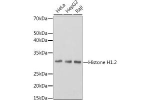 Western blot analysis of extracts of various cell lines, using Histone H1. (HIST1H1C 抗体)