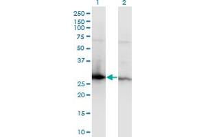Western Blot analysis of YWHAZ expression in transfected 293T cell line by YWHAZ monoclonal antibody (M04), clone 1B3. (14-3-3 zeta 抗体  (AA 51-150))