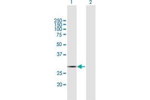 Western Blot analysis of COX11 expression in transfected 293T cell line by COX11 MaxPab polyclonal antibody. (COX11 抗体  (AA 1-276))