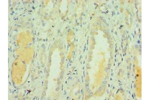 Immunohistochemistry of paraffin-embedded human kidney tissue using ABIN7171841 at dilution of 1:100 (CLEC3B 抗体  (AA 22-202))