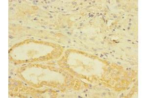 Immunohistochemistry of paraffin-embedded human kidney tissue using ABIN7172811 at dilution of 1:100 (TGFBR3 抗体  (AA 140-340))