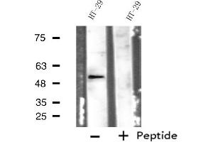 Western blot analysis of extracts from HT-29 cells, using ADRB1 antibody. (ADRB1 抗体  (Internal Region))