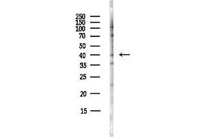 Western blot analysis of lysates from Hela cells(starvation,24h treatment), using FOXI1 Antibody at 1/1000 dilution.