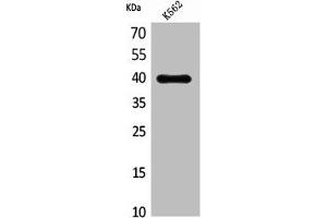 Western Blot analysis of K562 cells using CXCR-3 Polyclonal Antibody (CXCR3 抗体  (Internal Region))