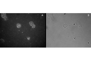 ABIN184677 staining of CD25-sorted (Treg) Human blood cells gathered by cytospin and detected by FITC (A) and in phase contrast (B). (FOXP3 抗体  (C-Term))