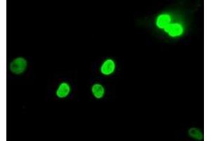Image no. 2 for anti-MAD2 Mitotic Arrest Deficient-Like 1 (Yeast) (MAD2L1) antibody (ABIN1499249) (MAD2L1 抗体)