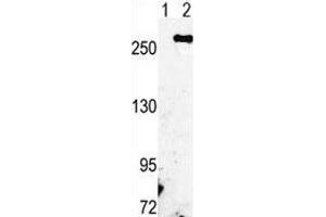 Western blot analysis of FASN antibody and 293 cell lysate either nontransfected (Lane 1) or transiently transfected with the FASN gene (2). (Fatty Acid Synthase 抗体  (AA 942-973))