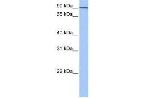 Western Blotting (WB) image for anti-Adaptor-Related Protein Complex 1, gamma 1 Subunit (AP1G1) (C-Term) antibody (ABIN2784689)